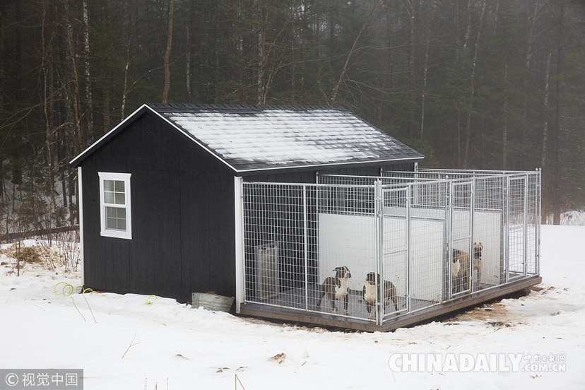 世界最大斗牛犬搬新家 待遇豪华狗舍价值16.5万元