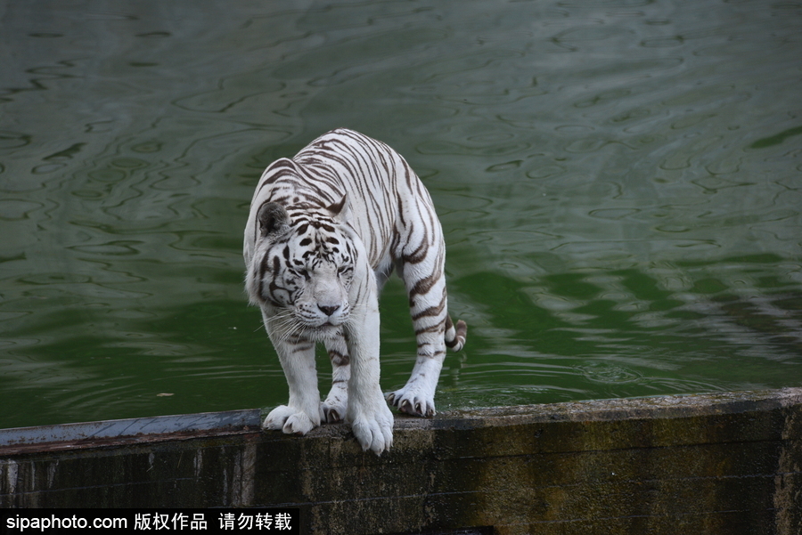 天气热得老虎也坐不住了！西班牙马德里动物园猛虎水中避暑