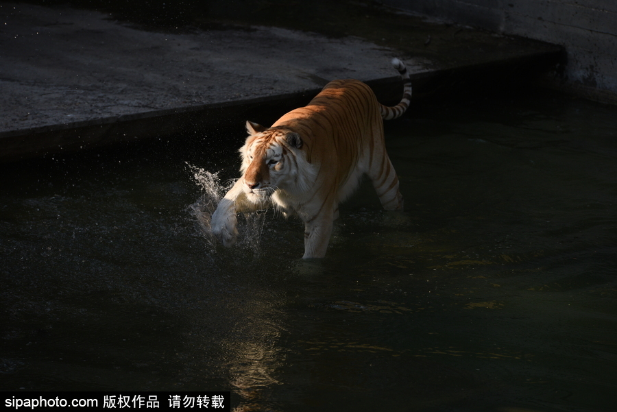 天气热得老虎也坐不住了！西班牙马德里动物园猛虎水中避暑