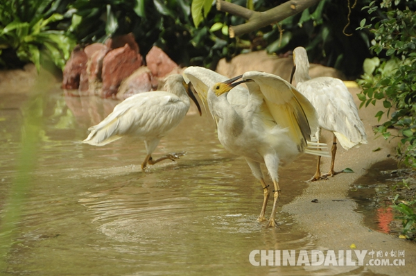 广东长隆华南珍稀野生动物物种保护中心成功繁育珍稀鸟类朱鹮