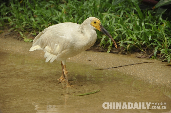 广东长隆华南珍稀野生动物物种保护中心成功繁育珍稀鸟类朱鹮