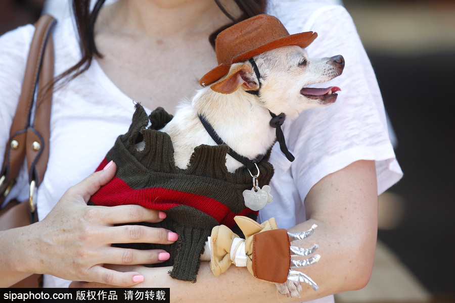 美国圣地亚哥动漫展期间 狗狗身着各色服饰秒变时尚icon