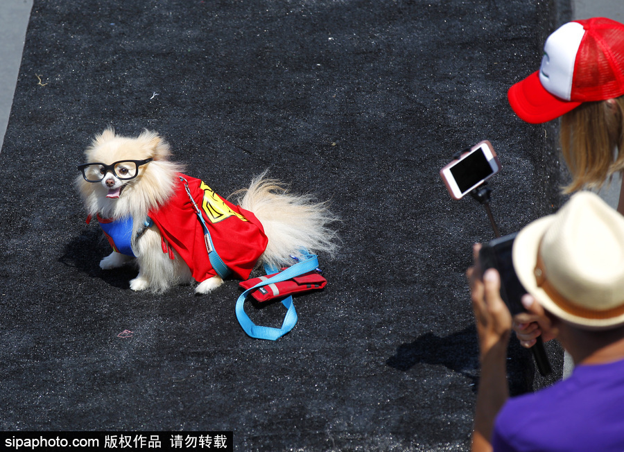美国圣地亚哥动漫展期间 狗狗身着各色服饰秒变时尚icon