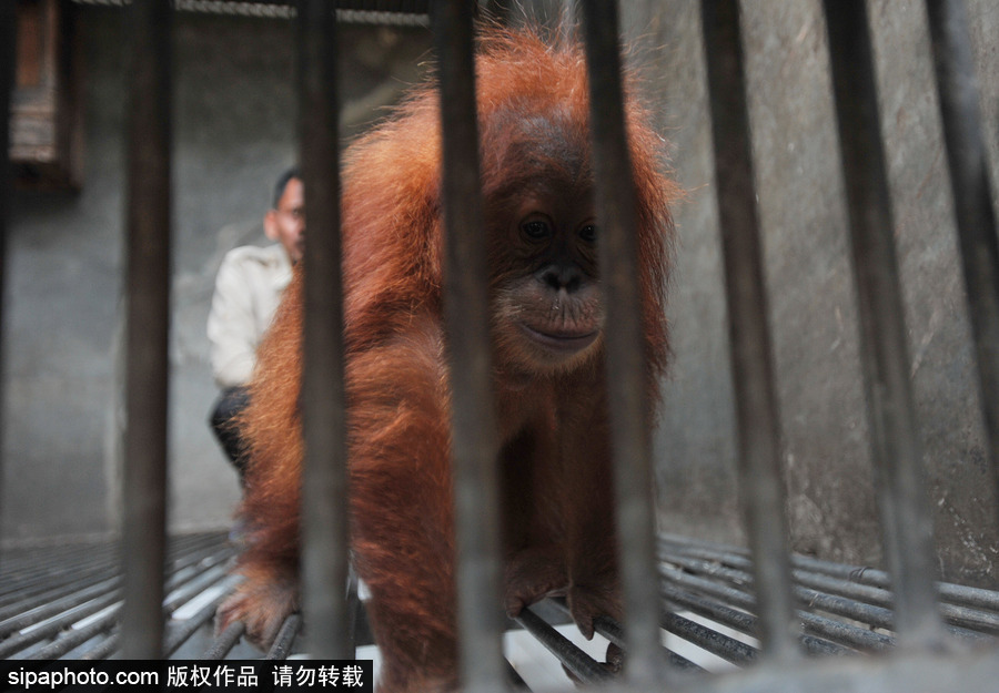 吓死宝宝了！印尼一猩猩幼崽被解救紧抱人不撒手