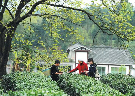【大江奔流——来自长江经济带的报道】贵州遵义核桃坝村：弥漫着茶香的富裕生活
