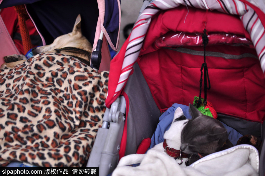 活的不如狗系列 圣保罗街头宠物躺婴儿车还盖着小毯子