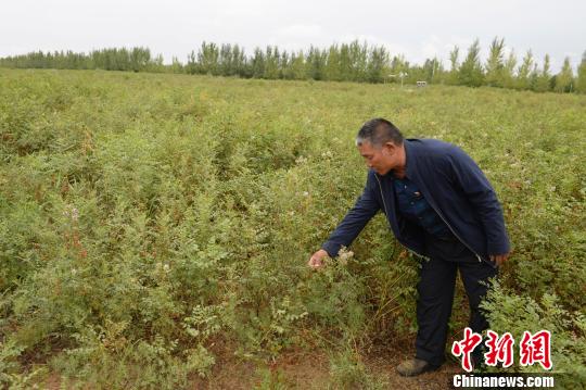 中国第七大沙漠治理沙化 沙漠种植创收