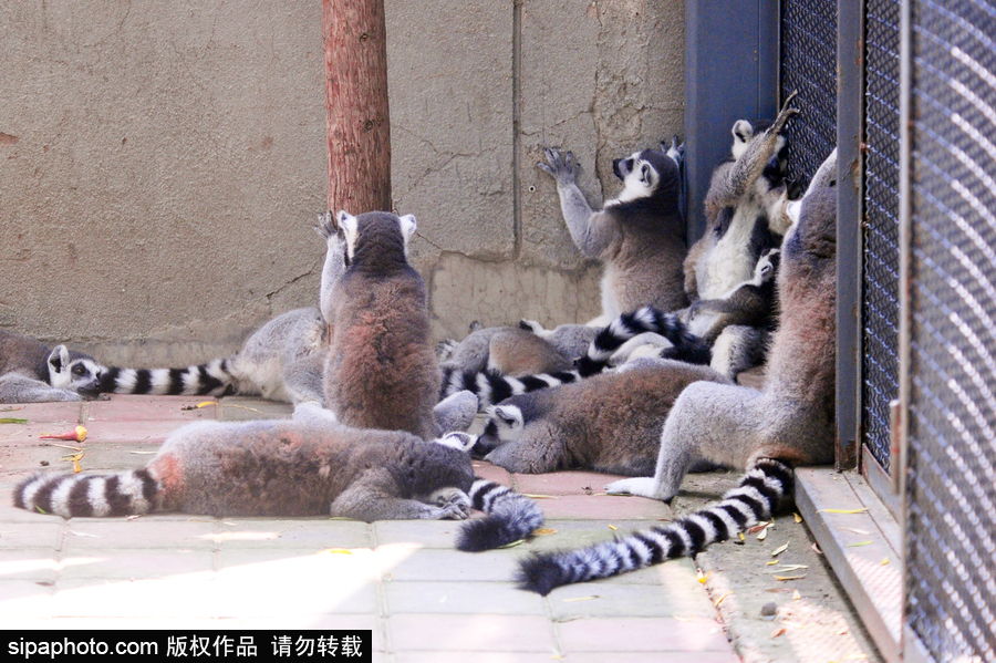 北京动物园开启防暑模式 小动物们应对高温有“奇招”