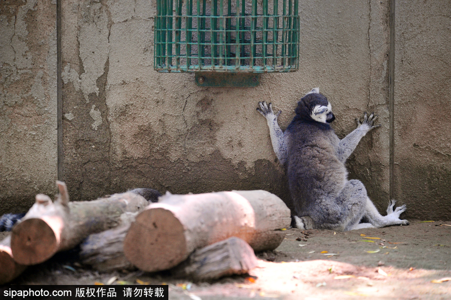 北京动物园开启防暑模式 小动物们应对高温有“奇招”