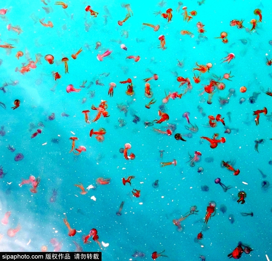 美丽的“蓝色灾害”！西班牙马拉加海滩出现新水母