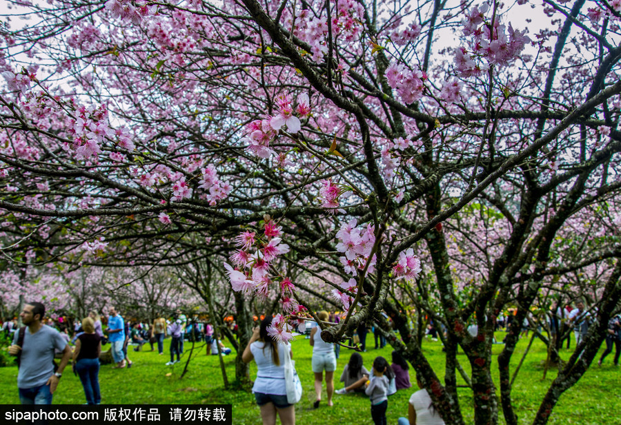 南半球的樱花季终于到啦！巴西圣保罗樱花盛开吸引大批游客观赏