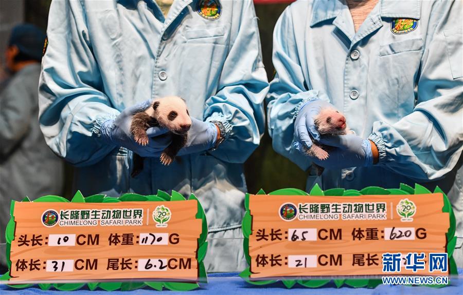 广州：华南大熊猫基地喜迎“双宝”诞生