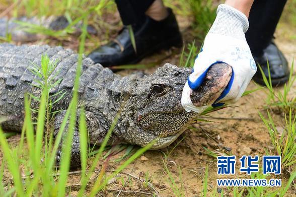 萌翻了！长江沿线的珍稀动物你知道几个？