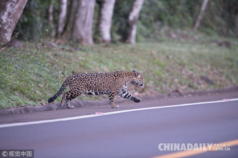 巴西：美洲豹一家过马路被抓拍 当地仅余200头