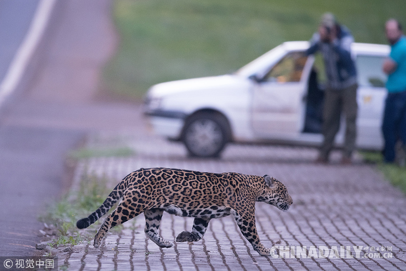 巴西：美洲豹一家过马路被抓拍 当地仅余200头