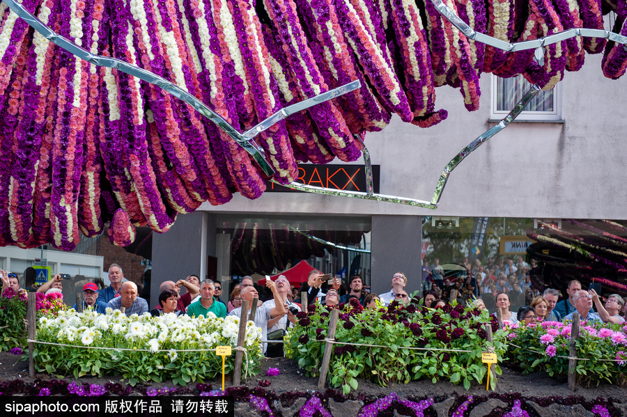 荷兰：梵高出生地举行花卉游行 鲜艳花朵拼制成各种巨型造型