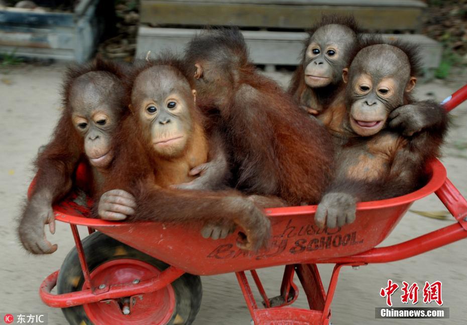 印尼猩猩幼崽坐手推车上学 挤作一团“萌萌哒”