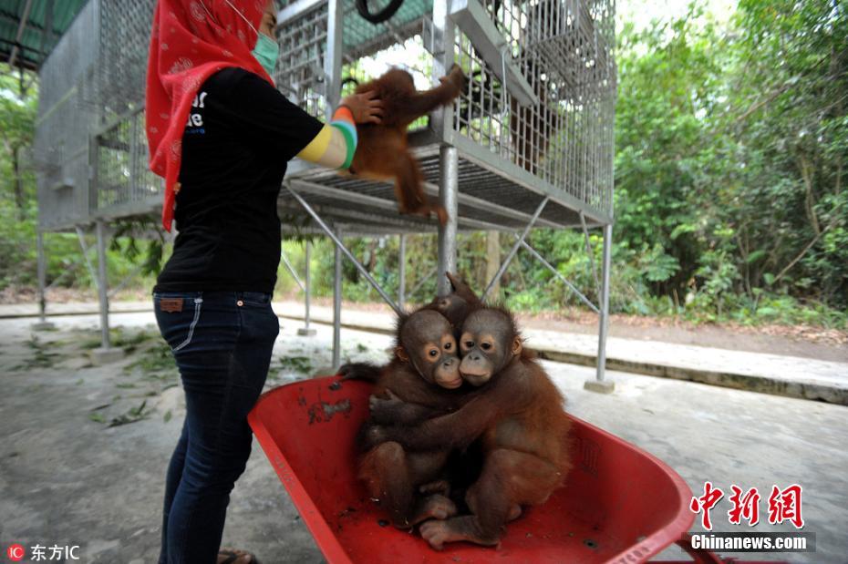 印尼猩猩幼崽坐手推车上学 挤作一团“萌萌哒”
