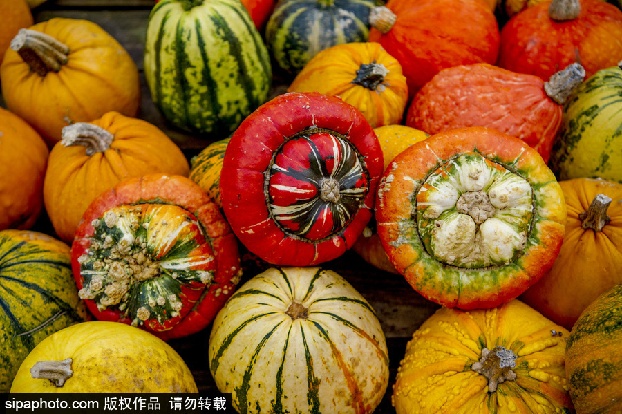 荷兰海尔许霍瓦德：秋天是南瓜的季节！市场各色南瓜让人眼花缭乱