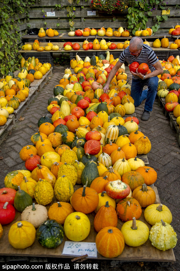 荷兰海尔许霍瓦德：秋天是南瓜的季节！市场各色南瓜让人眼花缭乱
