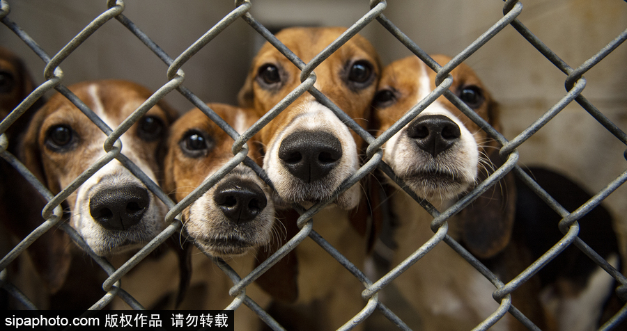 美国宾夕法尼亚州：70多只小猎犬得救 “感激状”表情呆萌可爱