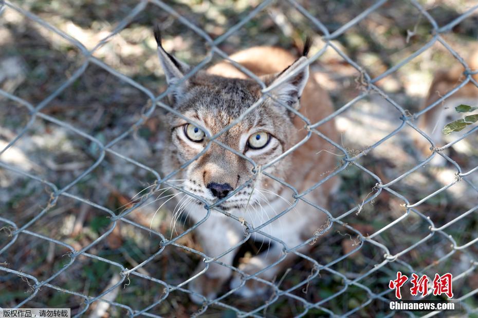 飓风“迈克尔”摧毁美国动物保护中心 “大猫”们险出逃