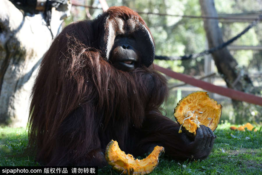 西班牙：马德里动物园为万圣节做准备 婆罗洲猩猩宝宝享用南瓜早餐调皮可爱