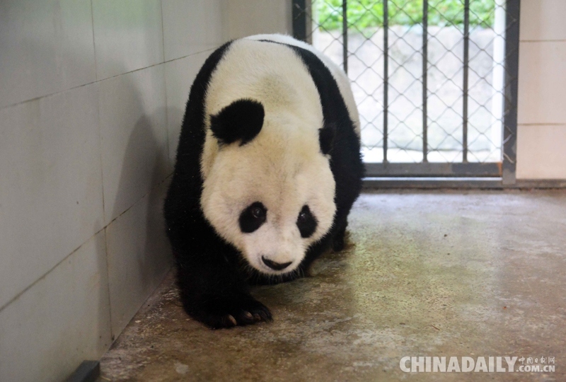 旅美大熊猫“高高”返回中国四川