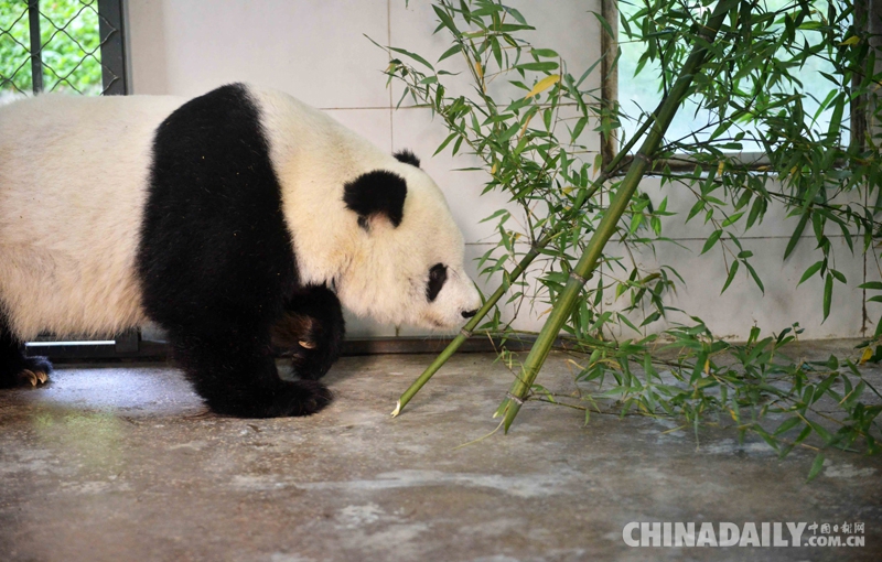 旅美大熊猫“高高”返回中国四川