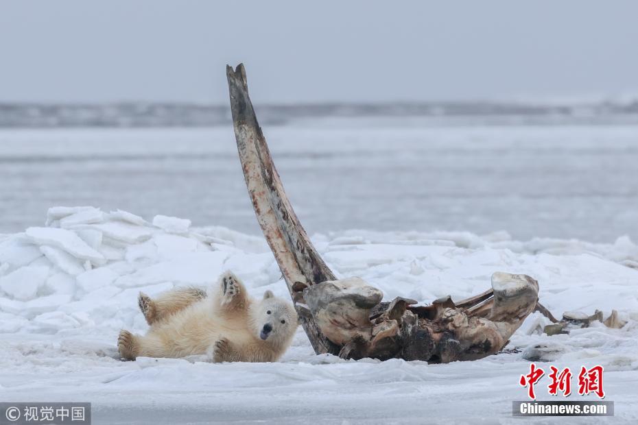 北极熊妈妈带幼崽觅食 熊宝宝抱“大骨棒”摆拍
