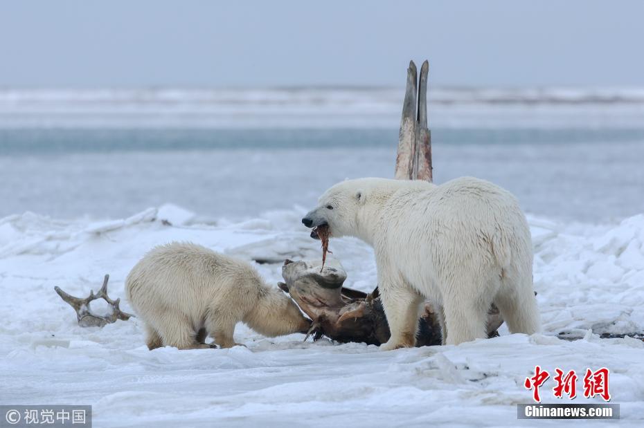 北极熊妈妈带幼崽觅食 熊宝宝抱“大骨棒”摆拍