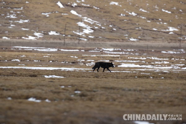 三江源国家公园内首次拍摄到罕见黑狼 证实在中国存在