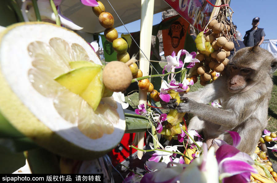 泰国：狂吃海塞欢度节日！猴子自助餐节在曼谷举行