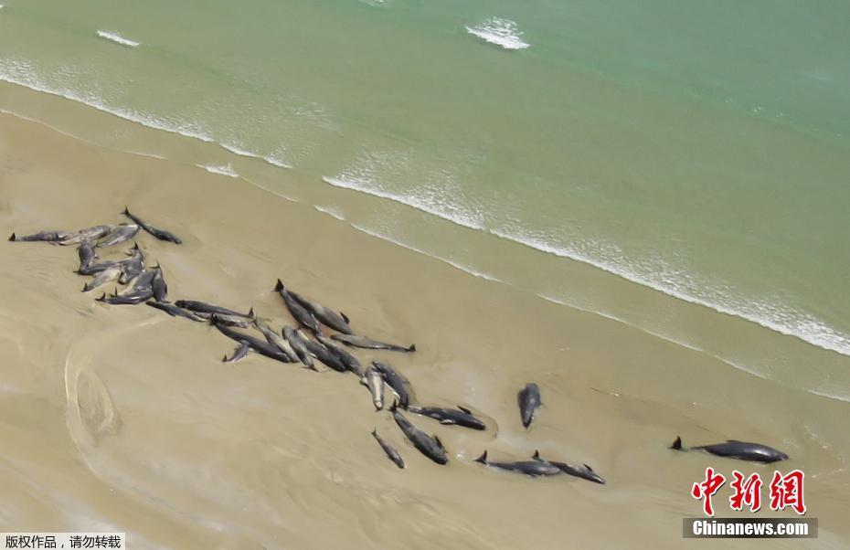 痛心！145条鲸鱼在新西兰南部岛屿搁浅死亡