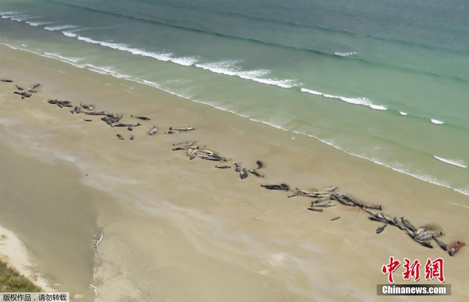 痛心！145条鲸鱼在新西兰南部岛屿搁浅死亡