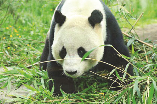 旅英大熊猫阳光在爱丁堡动物园接受绝育手术