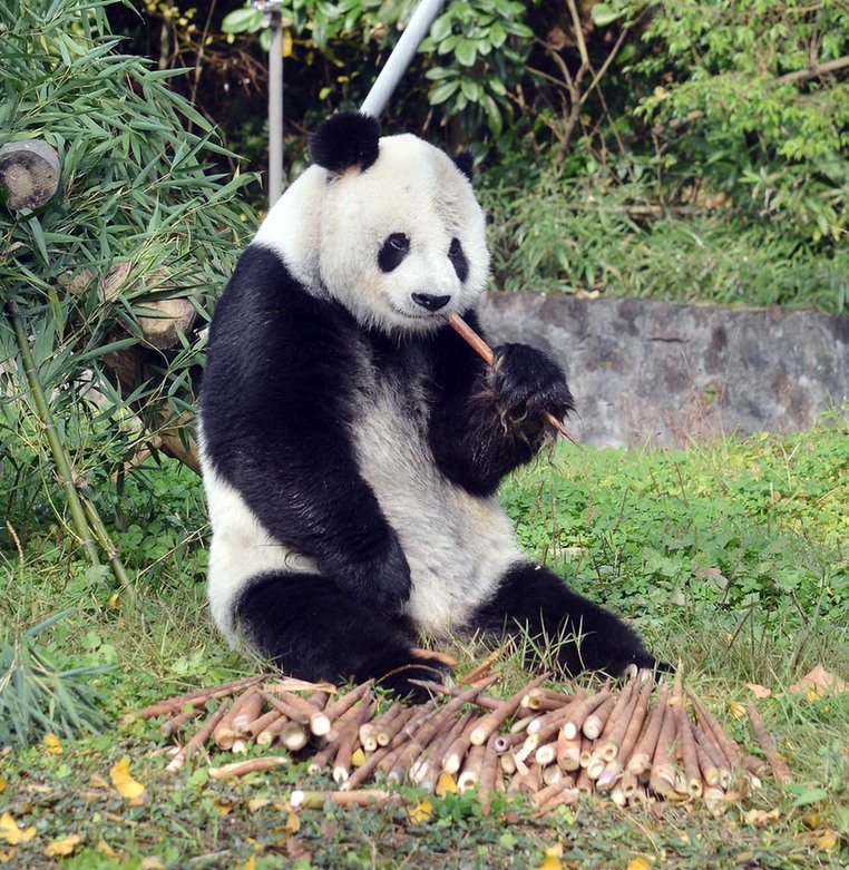 旅美大熊猫“高高”结束隔离检疫与媒体见面