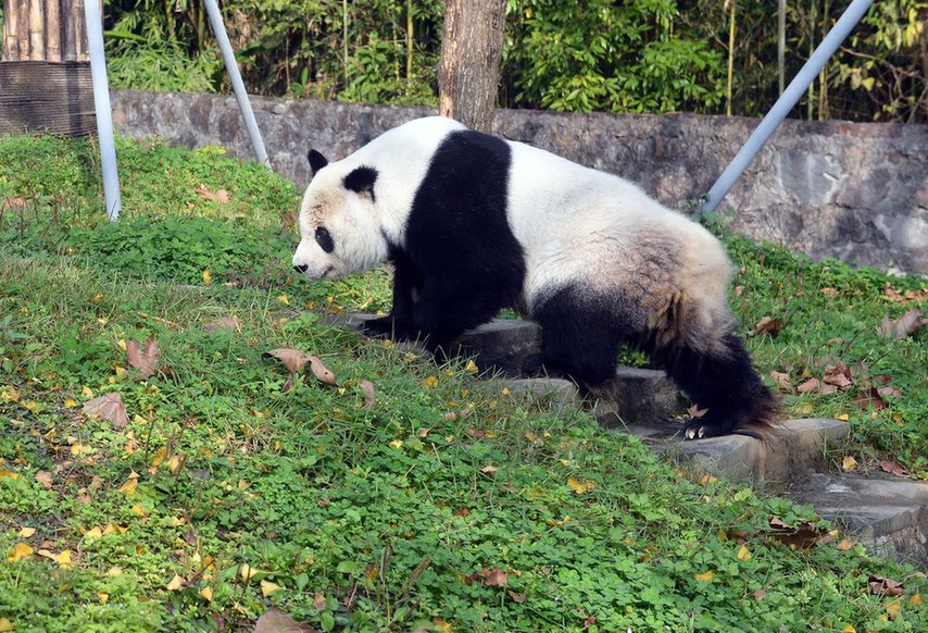 旅美大熊猫“高高”结束隔离检疫与媒体见面
