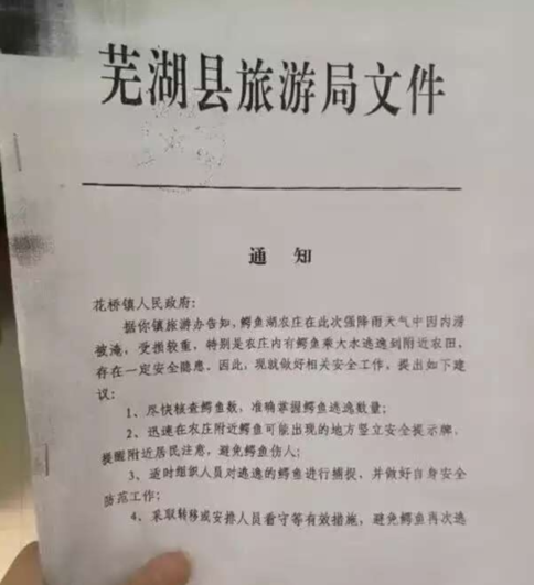 安徽芜湖数十条鳄鱼乘洪水逃逸
