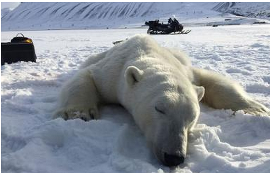 北极熊出逃被射杀 园方：怕伤害游客