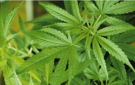 加拿大通过大麻合法化法案