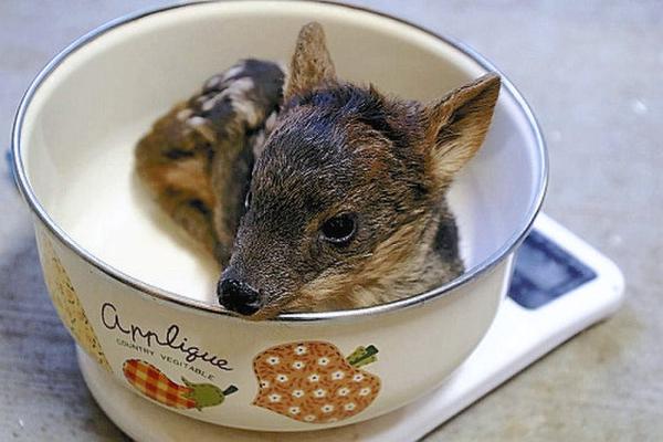 世界最小品种的鹿首次在日本诞生 体长仅20厘米