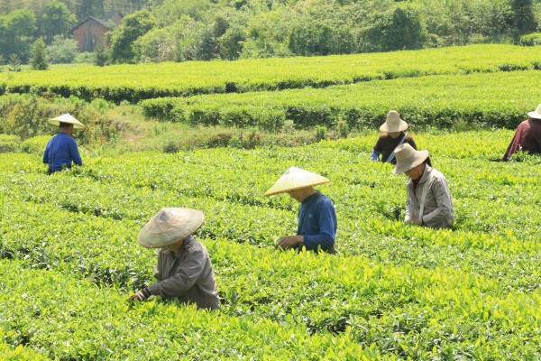 conew_烈日下茶农在茶园悉心采摘茶叶