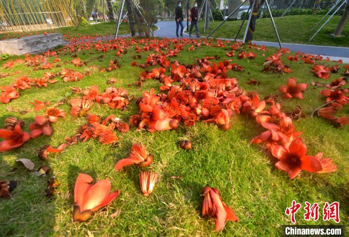 福州:木棉花开扮靓街头