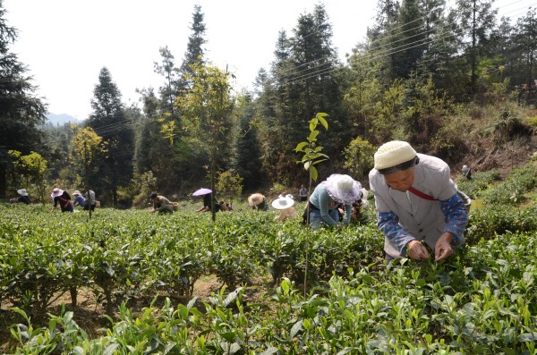 conew_凤冈县茶海之心田坝景区茶农正在茶园采摘茶扦++汤莉摄