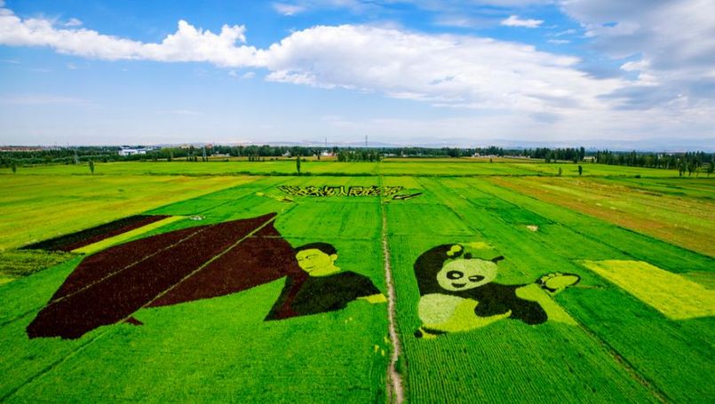 120亩“稻香”收眼底，航拍新疆伊犁察布查尔县巨幅3D稻田画
