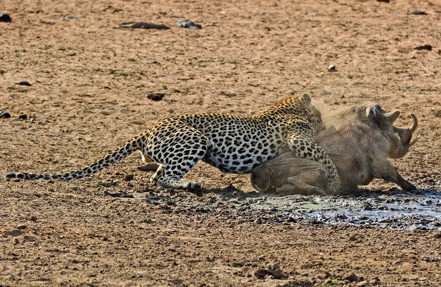 南非花豹悄然靠近捕食熟睡疣猪【高清组图】