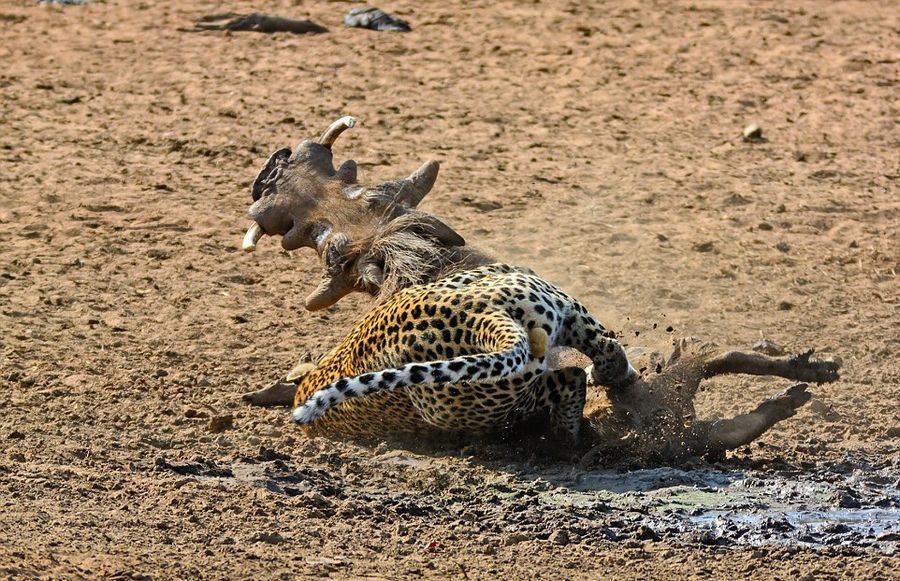 南非花豹悄然靠近捕食熟睡疣猪【高清组图】