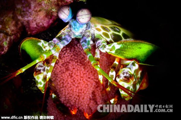 神秘深海生物色彩斑斓如万花筒