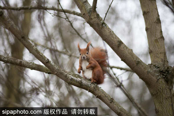 德国柏林一只欧亚红松鼠表情呆萌（组图）